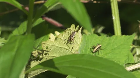 Two Grasshoppers on Green Leaf - 4K Macro Slow Motion Vídeos de archivo 335704672