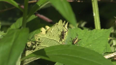 Two Grasshoppers Interacting and Territorial Behavior - 4K Macro Slow Motion Vídeos de archivo 335704690