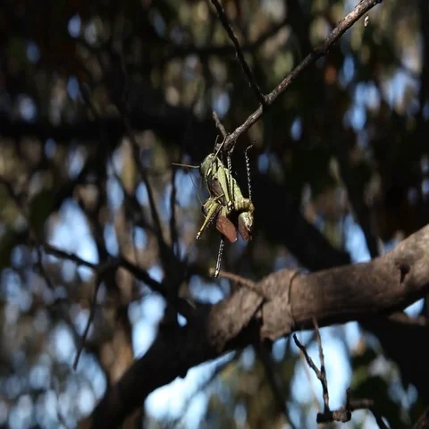 Two grasshoppers mating on a branch. Stockbeeldmateriaal 69483510