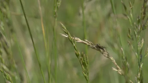 Two Grasshoppers Mating on Grass Stalk - 4K Macro Wildlife B-Roll Vídeos de archivo 335827888