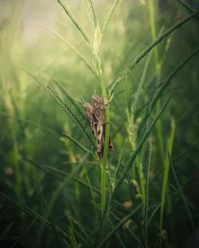Two grasshoppers perched on the grass Stock Photos