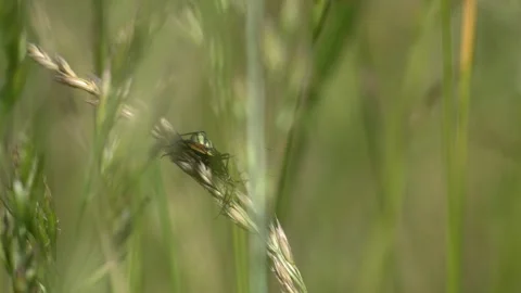 Two Grasshoppers Resting Together on Grass Stalk - 4K Macro Wildlife B-Roll Vidéo 335827987