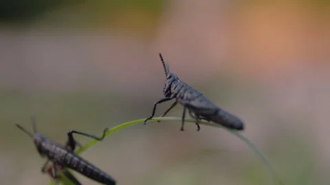 Two Grasshoppers Sitting on Blade of Grass Stock Footage 263005587