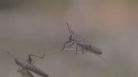 Two Grasshoppers Sitting on a Blade of Grass Stock Footage 263013912