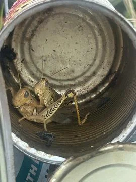 Two Grasshoppers Trapped Inside Discarded Aluminum Can in Rural Texas Stock Photos
