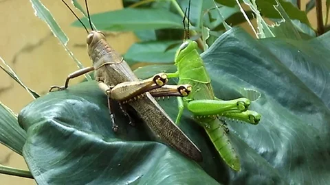 Two grassopher on the leaf shot from behind Stock-Footage 123150055