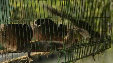 Two Gray-bellied squirrels as pets in a very tiny cage. Stock Footage 40331380