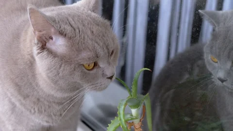 Two Gray British Cats are Sitting on Windowsill near the Window Looking Around Vídeo Stock 263653213