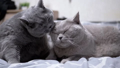 Two gray British cats cuddling on a bed Stock-Footage 312005731