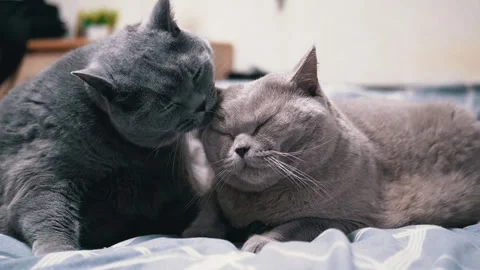 Two gray British cats lying on bed Stock Footage 312005127