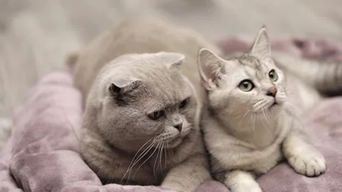 Two gray cats look up Stock-Footage 249014630