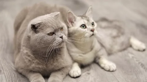 Two gray cats look up Stock Footage 249580955