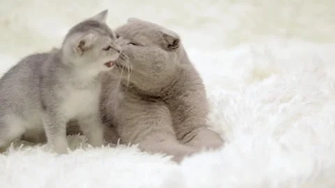 Two gray cats look up Stock-Footage 251718702