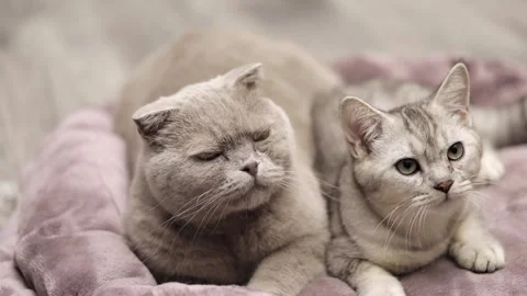 Two gray cats look up Video stock 251718982