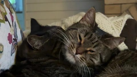Two gray cats lying on a brown chair near a fireplace, licking each other's face Stock Footage 308239792