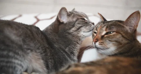 Two gray cats lying together and clean up each over. Video stock 139140111