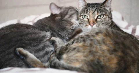 Two gray cats lying together and clean up each over. Stock Footage 139140254