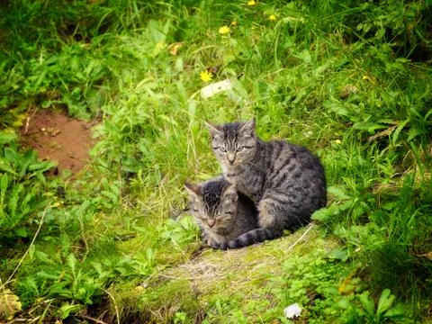Two gray cats Stock Photos