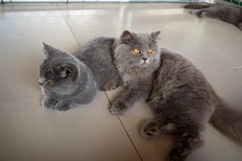 Two gray cats rest on a tiled floor Stock Photos