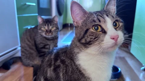 Two gray cats sit next to each other and look at the camera. Stock Footage 313683097