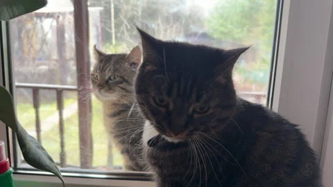 Two gray cats sitting by the window to the house looking at each other Stock Footage 305500325