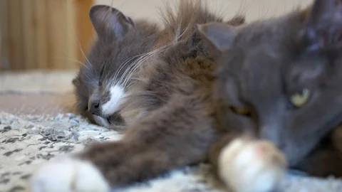 Two gray cats sleep and see dreams Stock Footage 107632843