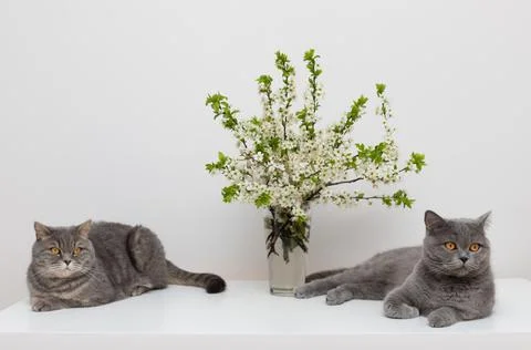 Two gray cats on a white table with bouquet of cherry flowers.  Stock Photos