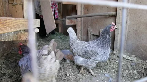 Two gray chickens in a chicken coop and a man in a plaid shirt Stock-Footage 162688349