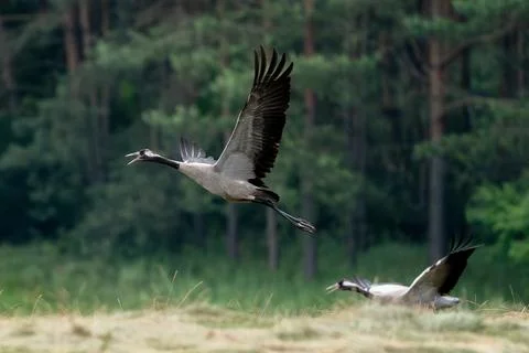 Two Gray Cranes In Field Stock Photos