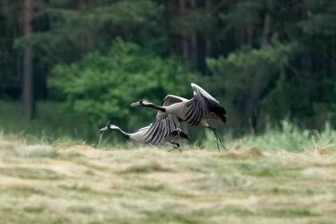 Two Gray Cranes In Field Stock Photos