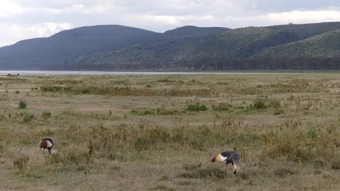 Two gray crowned cranes walk in the meadow near a lake in search of food Stock Footage 100367986