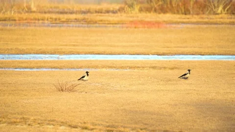Two gray crows (hooded crow, also called the scald-crow or hoodie) gather food Stock Footage 237183219