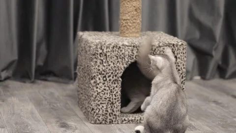 Two gray cute cats are playing Stock Footage 247829193