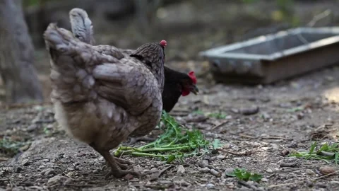 Two gray dominant chicken. Stock Footage 133881867