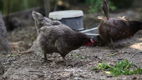 Two gray dominant chicken. Side view. Stock Footage 133881774