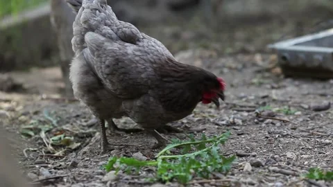 Two gray dominant chicken. Side view. Farm chickens looking for food Stock Footage 133881839