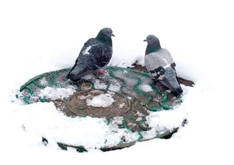 Two gray dove basking on top of manhole Stock Photos