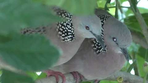 Two Gray Doves Nesting Stock Footage 65832732