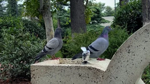 Two gray doves siting on stone drinking fountain in city garden Stock Footage 287779985