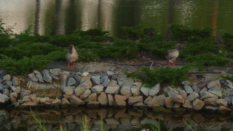 Two gray ducks brushing their feathers on a small island on a lake in a park Stock Footage 246421555