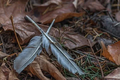 Two gray feather crossed on fall leaves Stock Photos