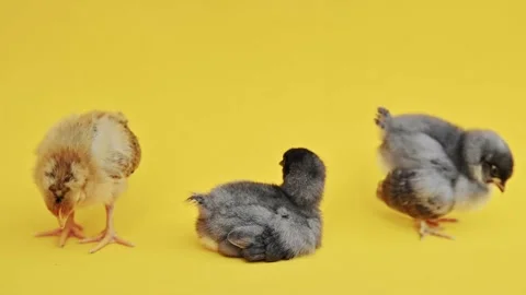 Two gray fluffy and one yellow little chick on yellow background. Little birds Видео 196336849