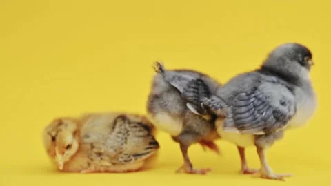 Two gray fluffy and one yellow little chick on yellow background. Little birds Видео 196336928