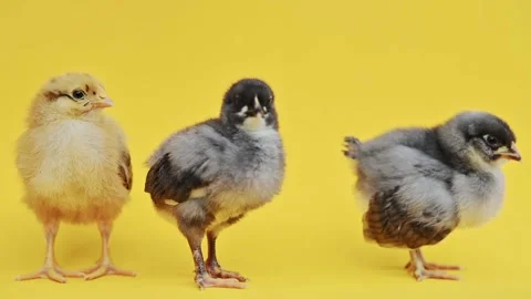 Two gray fluffy and one yellow little chick on yellow background. Little birds Видео 196856152