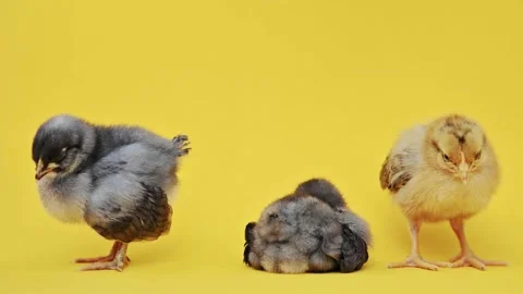 Two gray fluffy and one yellow little chick on yellow background. Little birds Видео 196856168