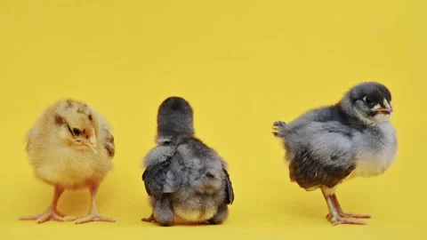Two gray fluffy and one yellow little chick on yellow background. Little birds Видео 196856181