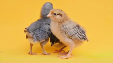 Two gray fluffy and one yellow little chick on yellow background. Little birds Stock Footage 218304209