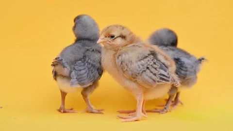 Two gray fluffy and one yellow little chick on yellow background. Little birds Stockbeeldmateriaal 218304215