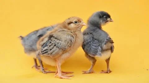 Two gray fluffy and one yellow little chick on yellow background. Little birds Видео 224539867