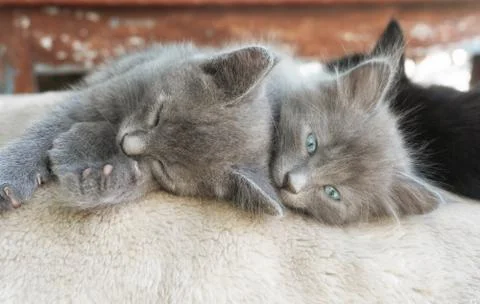 Two gray fluffy kitten are sleeping embracing Stock Photos